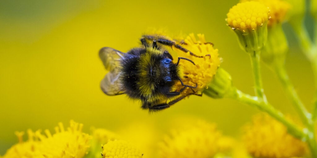 bumble bee