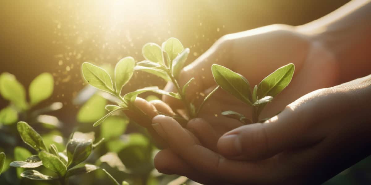 hands holding plants in sun