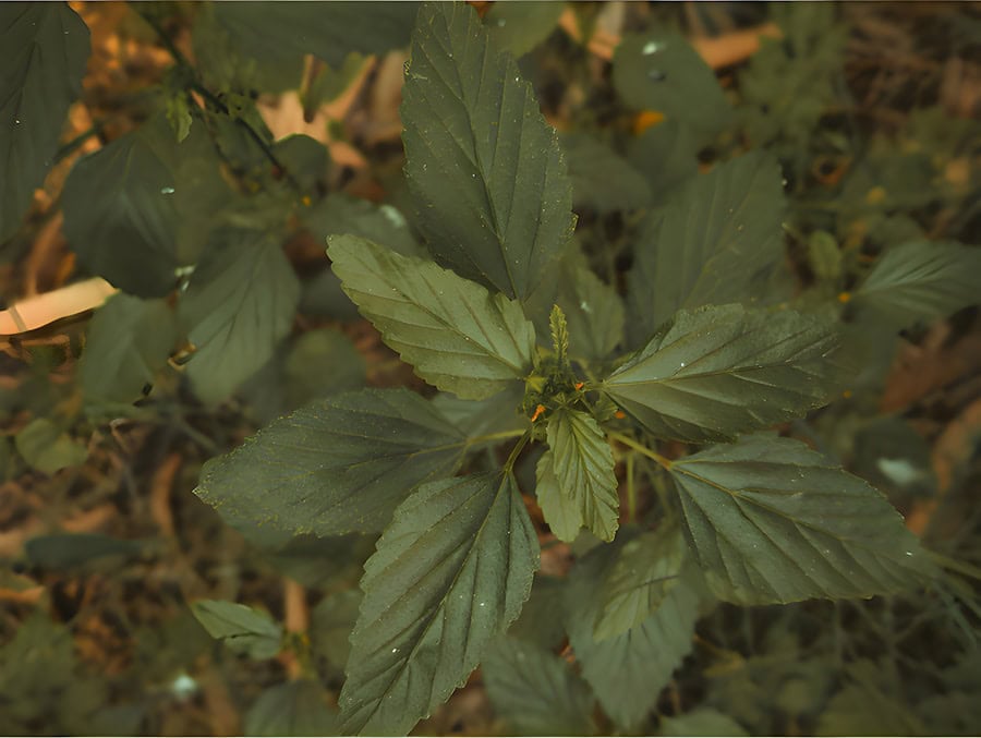 Indoor cannabis plant growing in eco-friendly home environment, emphasizing sustainable cultivation methods.